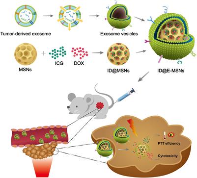 Tumor Exosome Mimicking Nanoparticles for Tumor Combinatorial Chemo-Photothermal Therapy